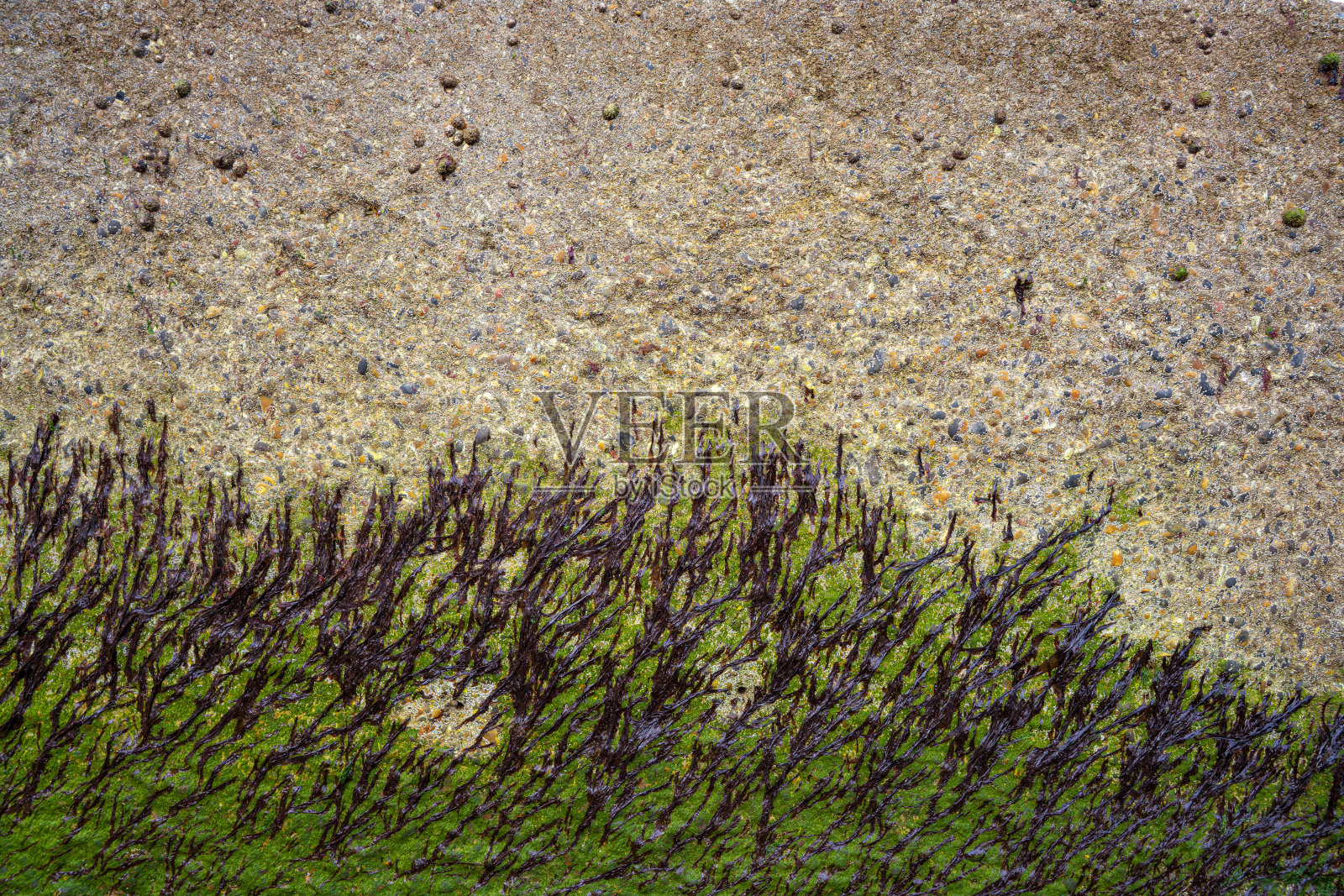 在英国南部海岸的码头墙的海藻的质地照片摄影图片