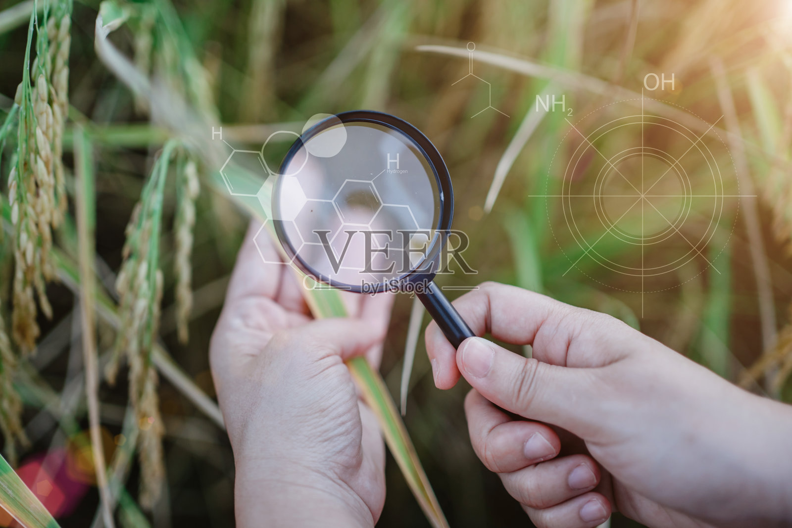 水稻研究、植物病害调查、植物研究科学、染色体DNA与遗传学、科学家研究。照片摄影图片