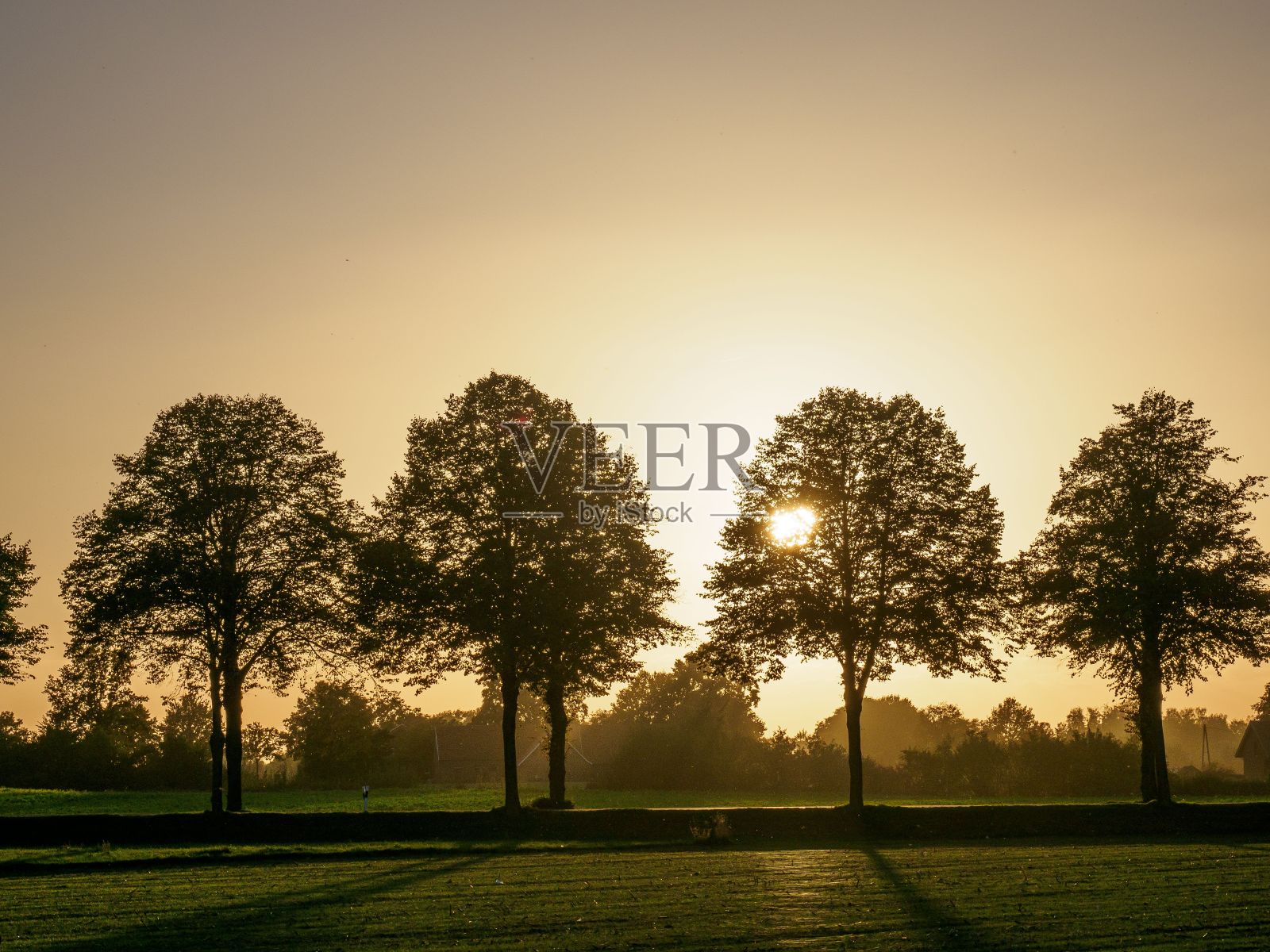 在德国布罗肯,日落时分,几棵树在田野里排成一排照片摄影图片