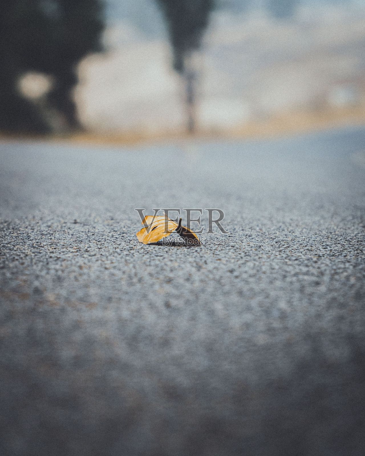 垂直浅焦点的单一金叶沥青地面照片摄影图片