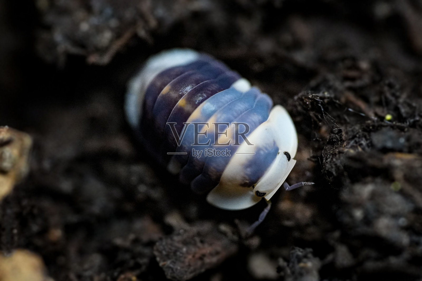 在森林地面捕获的古巴白鸭土虱的特写照片摄影图片