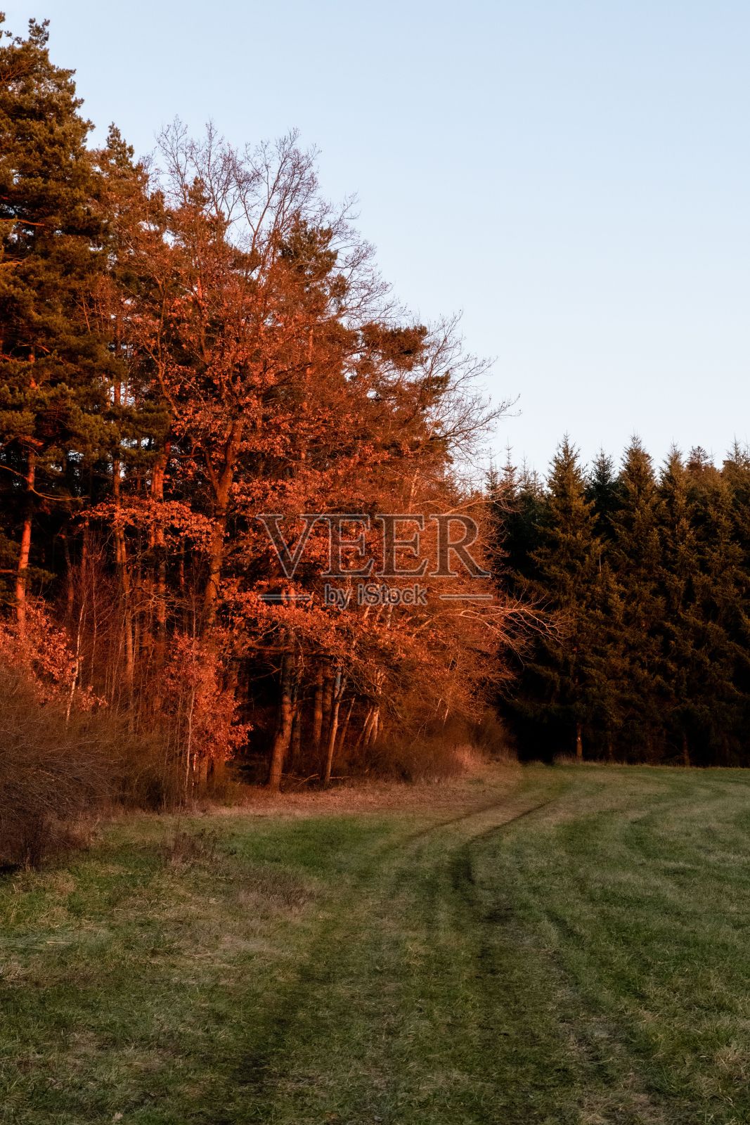 日落时分树林里的秋景照片摄影图片