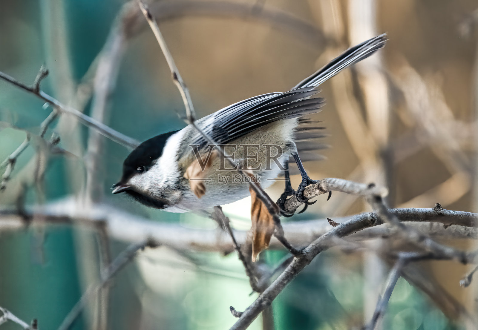 山雀照片摄影图片
