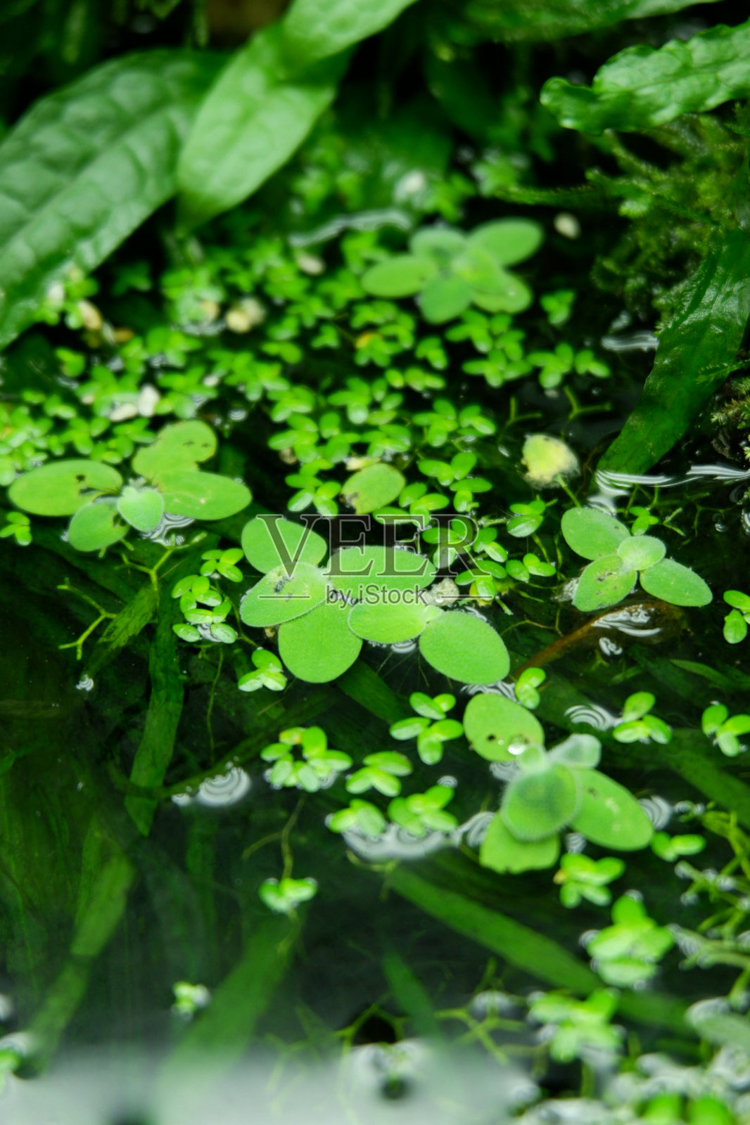 叶小照片摄影图片