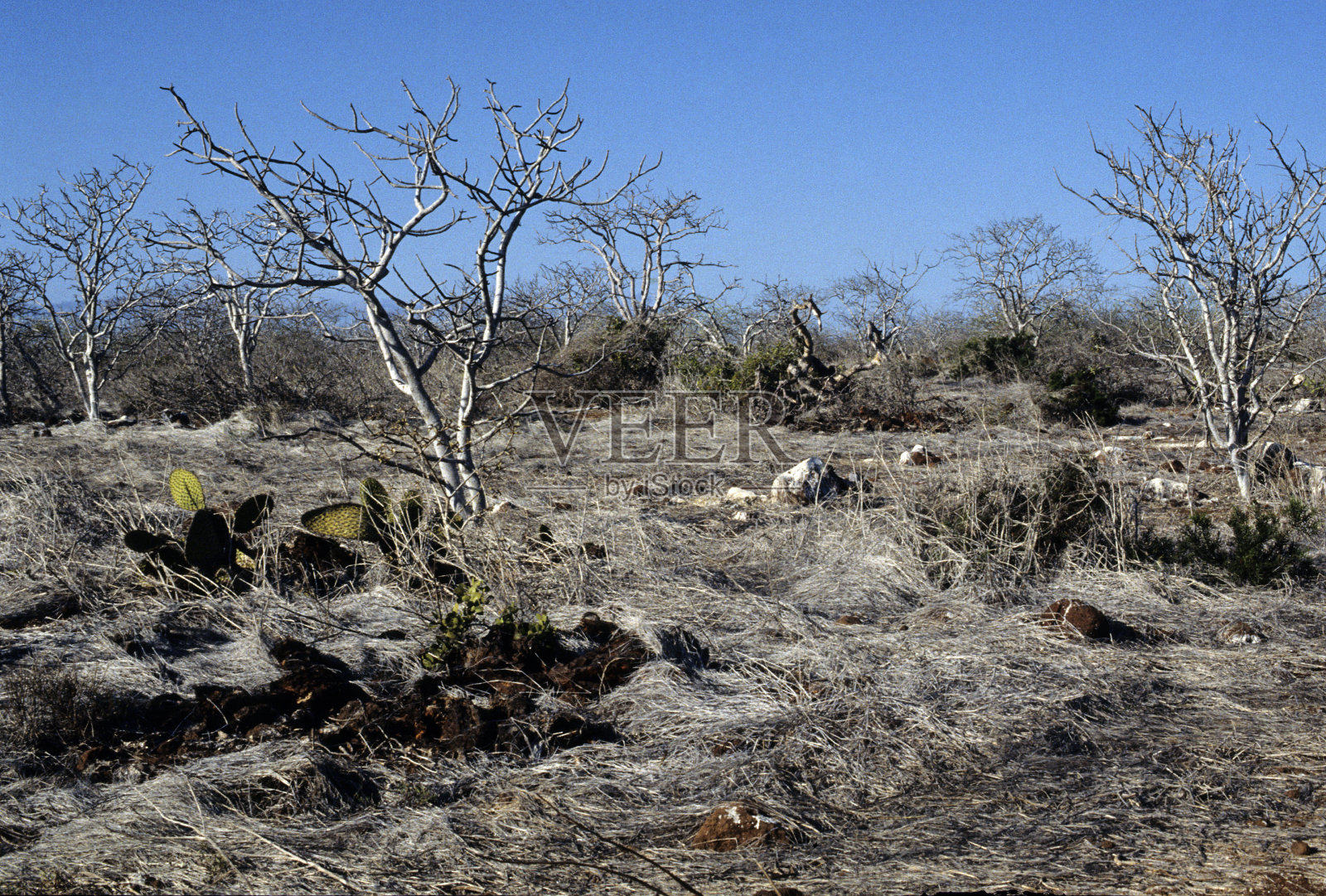 加拉帕戈斯群岛植被。照片摄影图片
