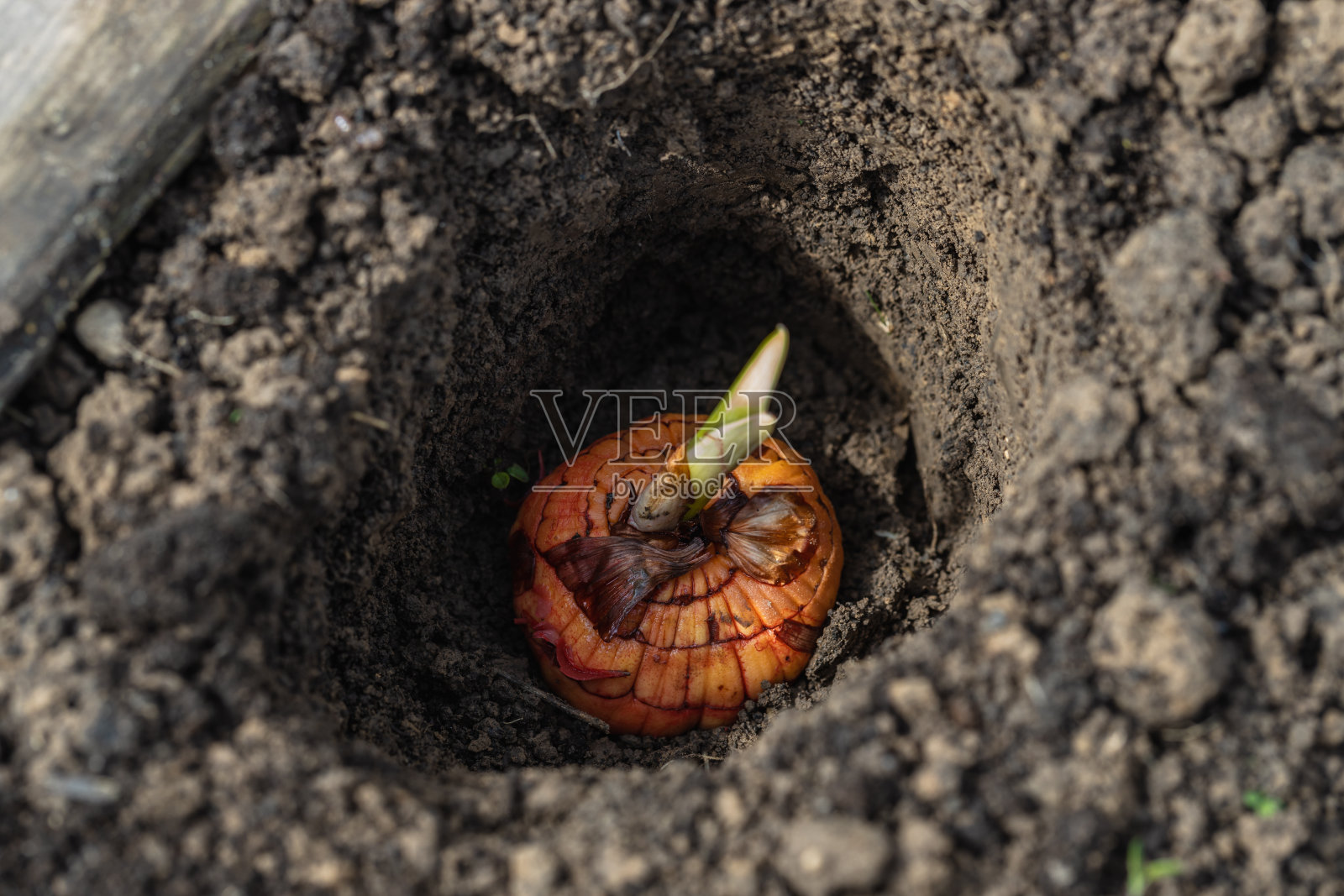 在准备好的土壤中种植带芽的剑兰鳞茎照片摄影图片