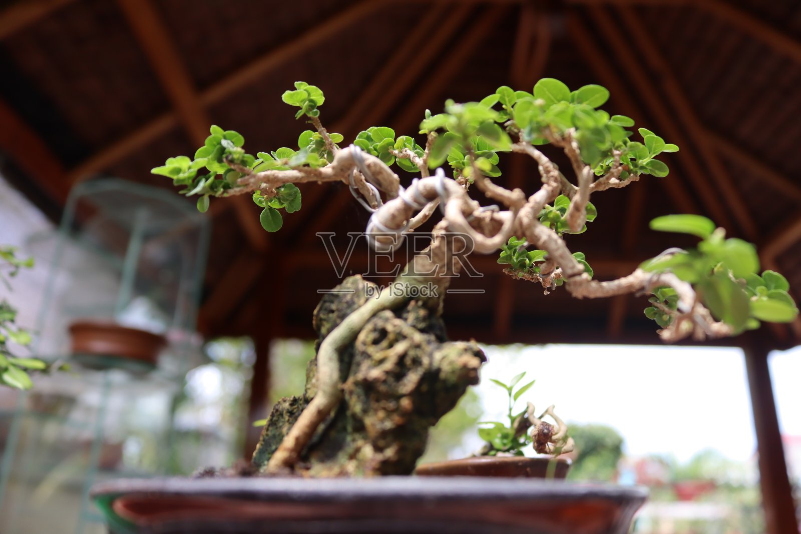 盆景照片摄影图片