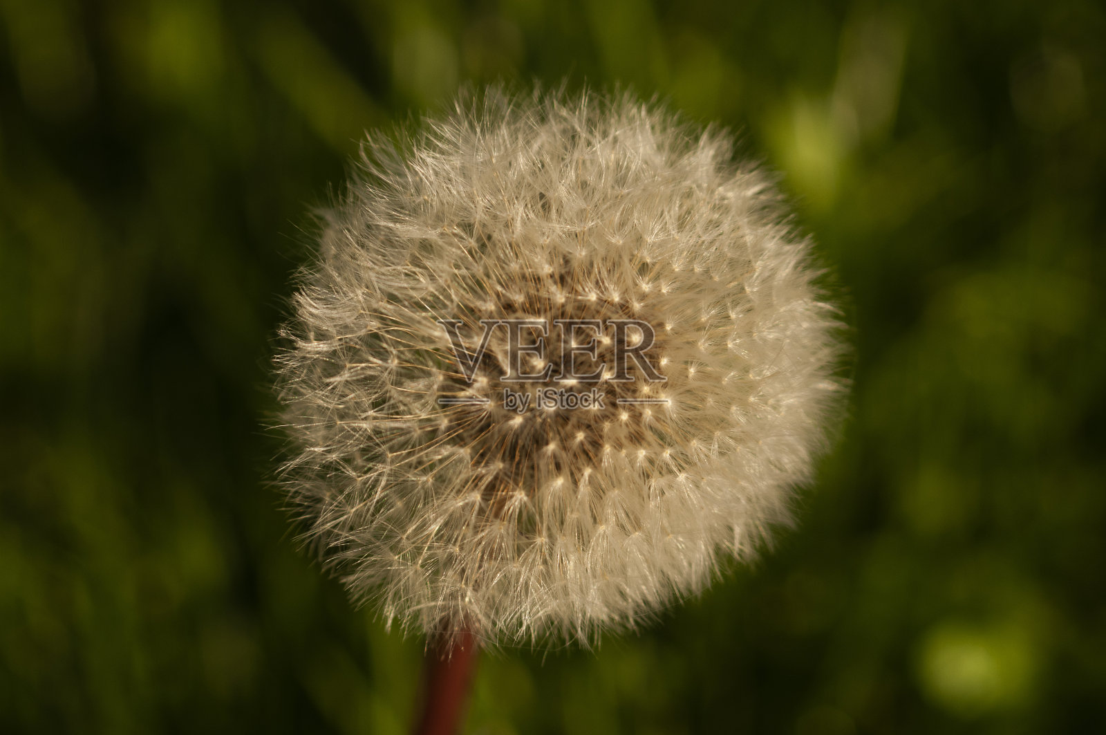 绿草苍翠草甸构成照片摄影图片