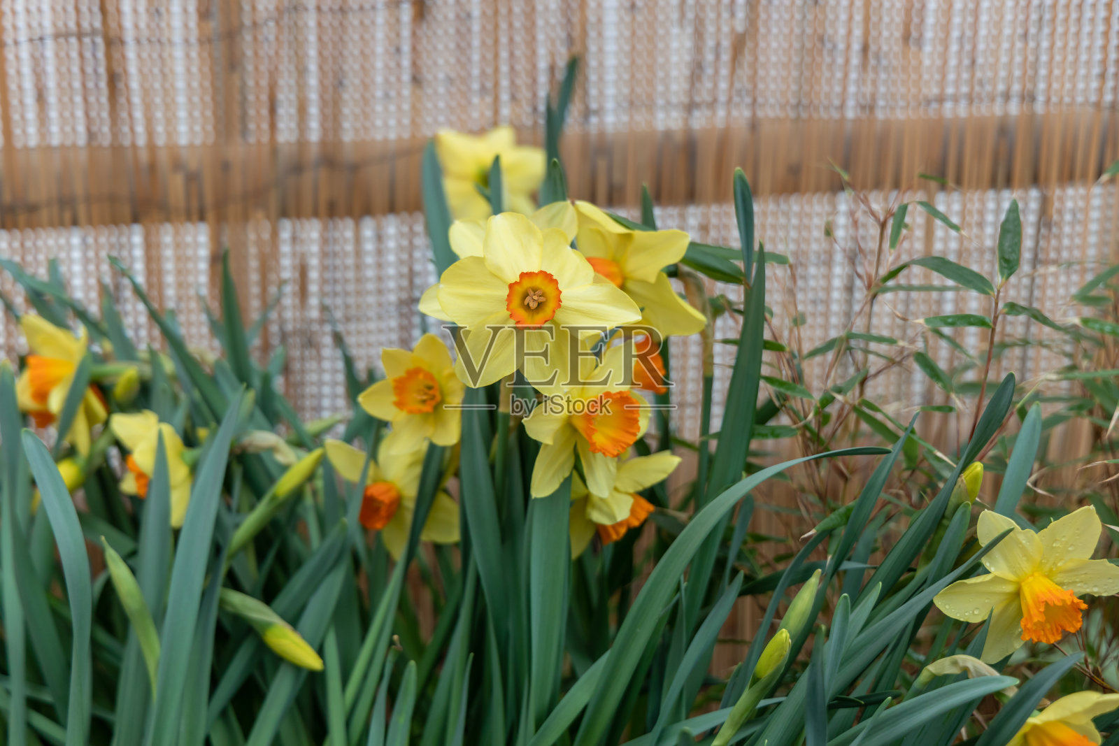 莫斯科国立大学植物园的春季花卉展览照片摄影图片