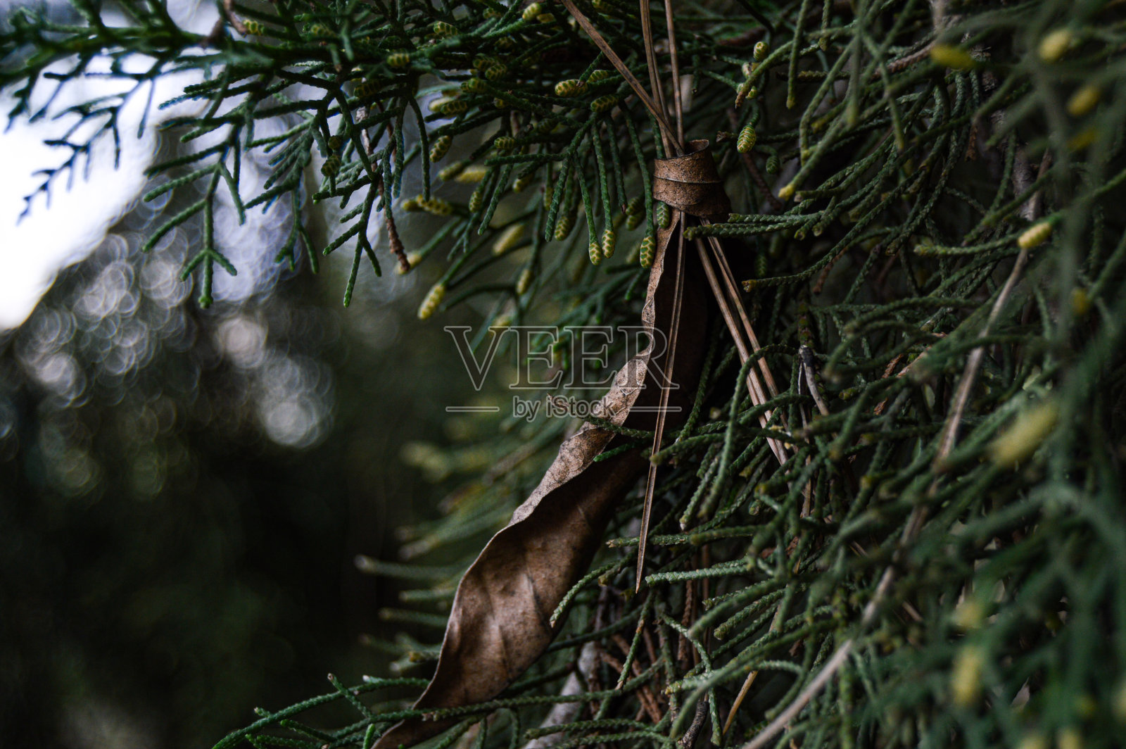 特写镜头的一棵冷杉树的树枝在森林里照片摄影图片