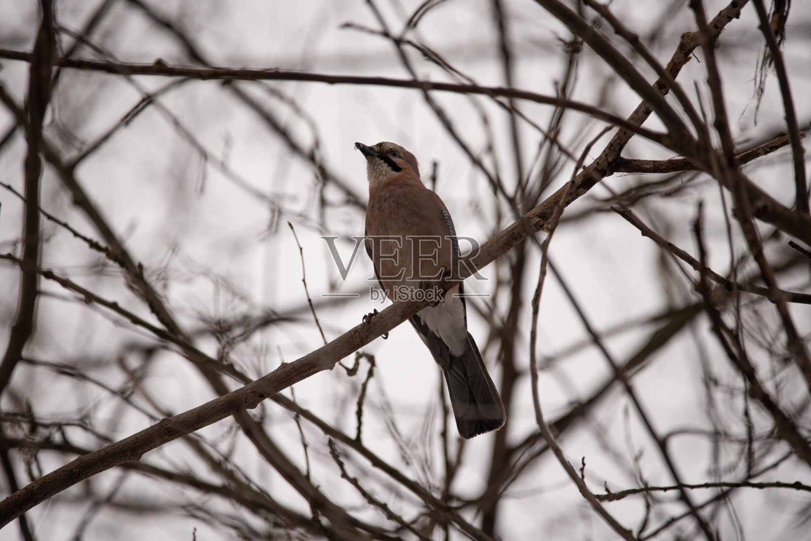 在模糊的背景下,一只普通的画眉站在树枝上照片摄影图片
