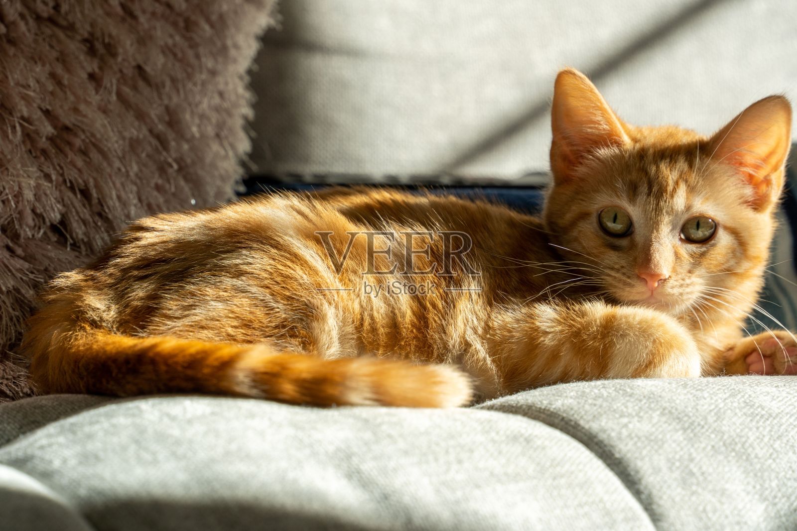 一只可爱的毛茸茸的姜黄色小猫在沙发上的特写镜头照片摄影图片