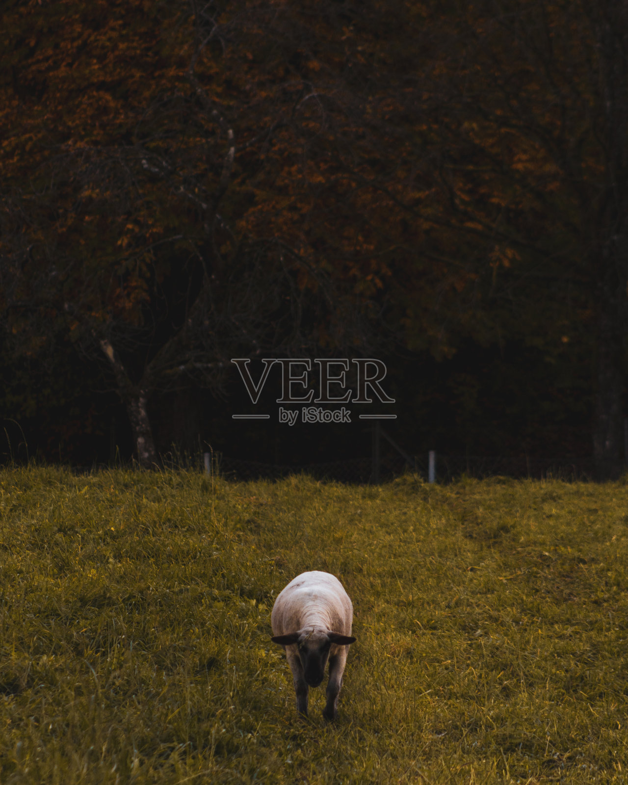 田野里的一只羊的垂直镜头照片摄影图片