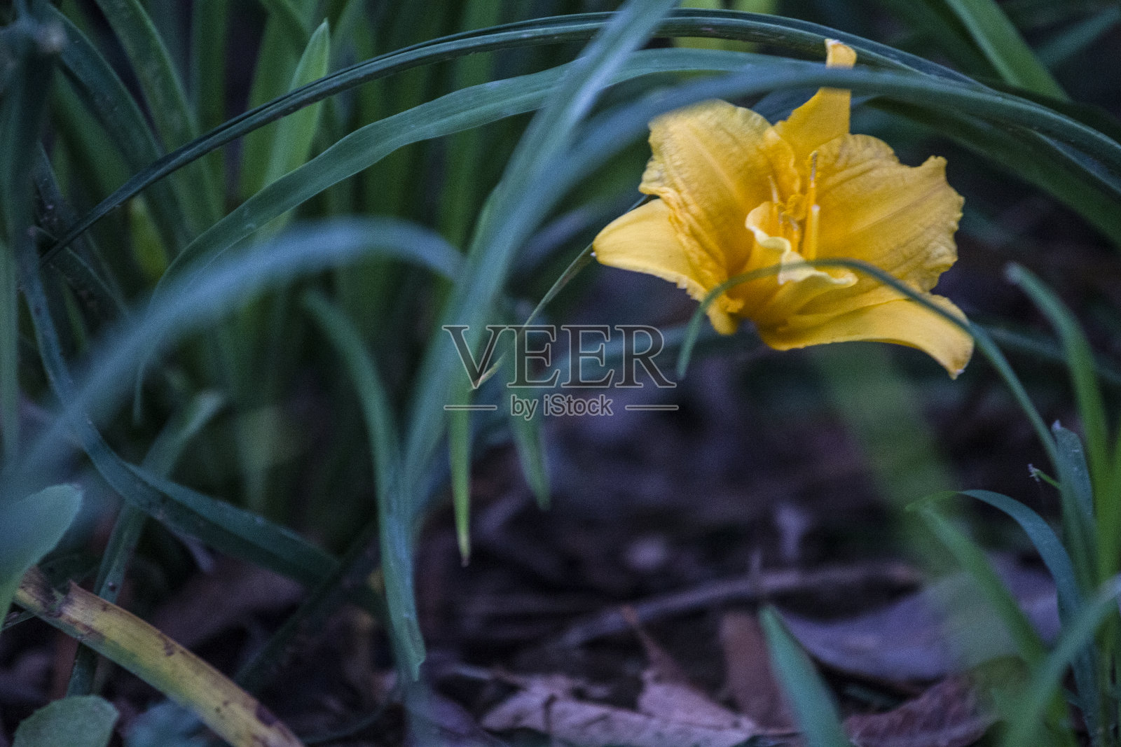 中国南戴河夏季花园中的美丽花朵照片摄影图片
