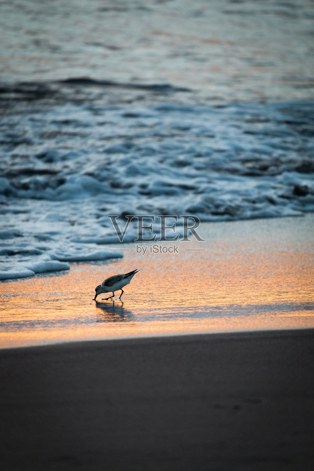 沙滩上的海鸥特写照片摄影图片