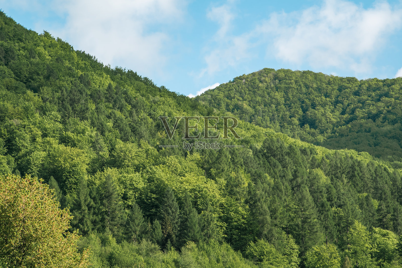 山上长满了绿树。大自然的肺。照片摄影图片