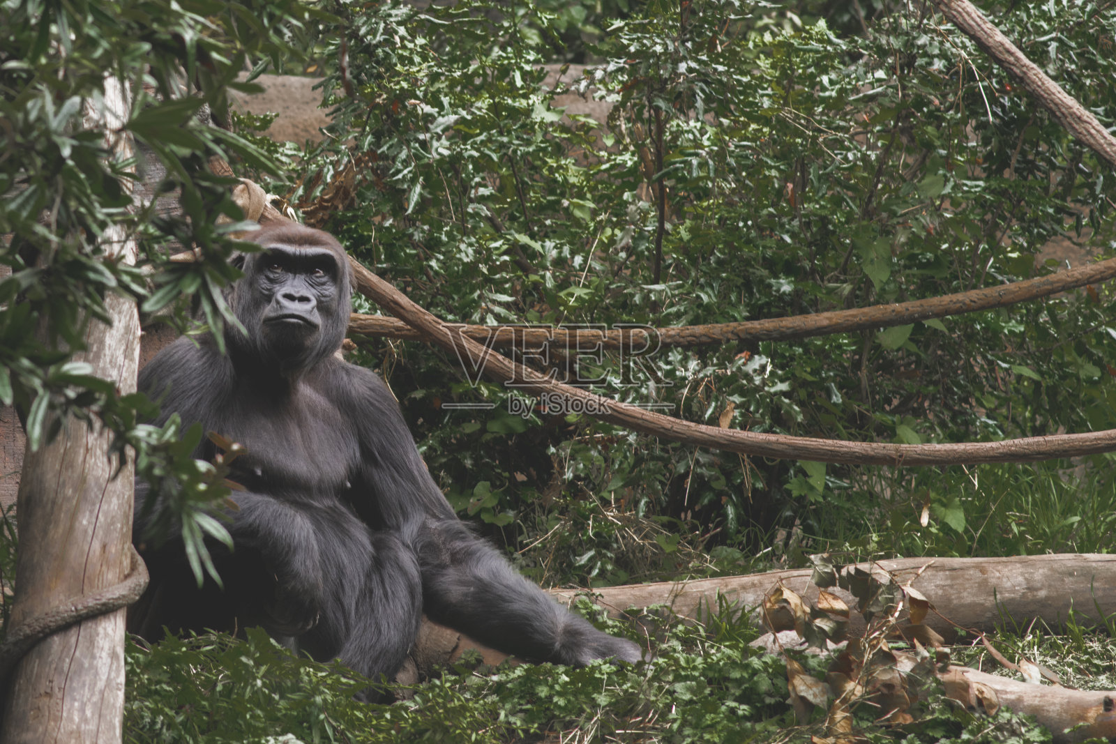 孤独的大猩猩坐在丛林的树枝上。照片摄影图片