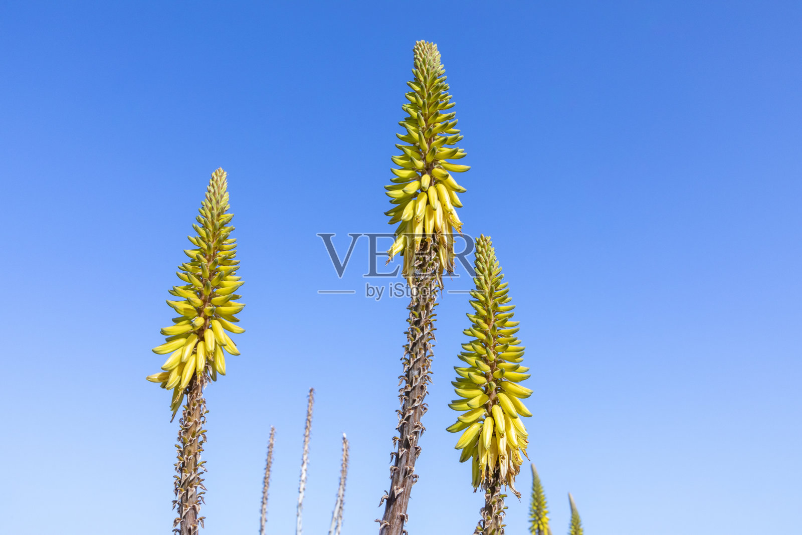 在兰萨罗特岛的一片田地里,准备收割的芦荟植物照片摄影图片