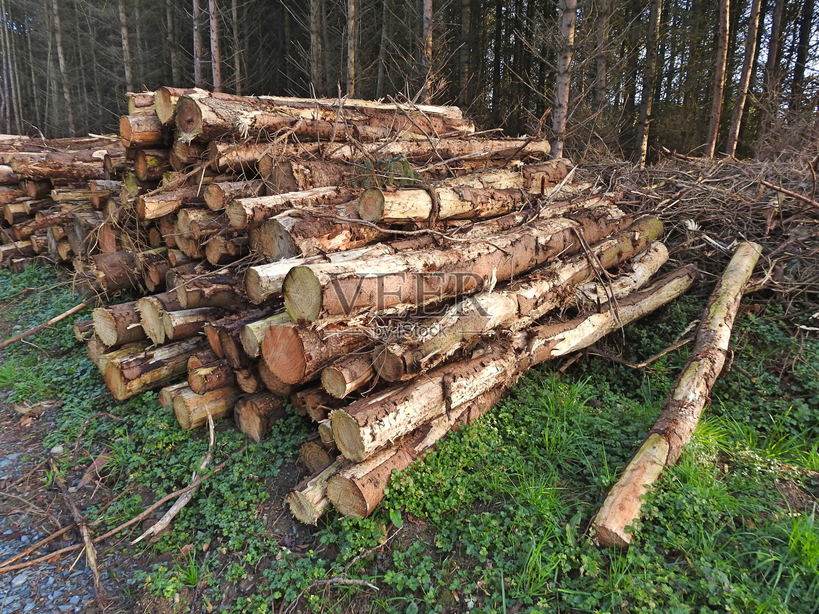 森林的日志照片摄影图片