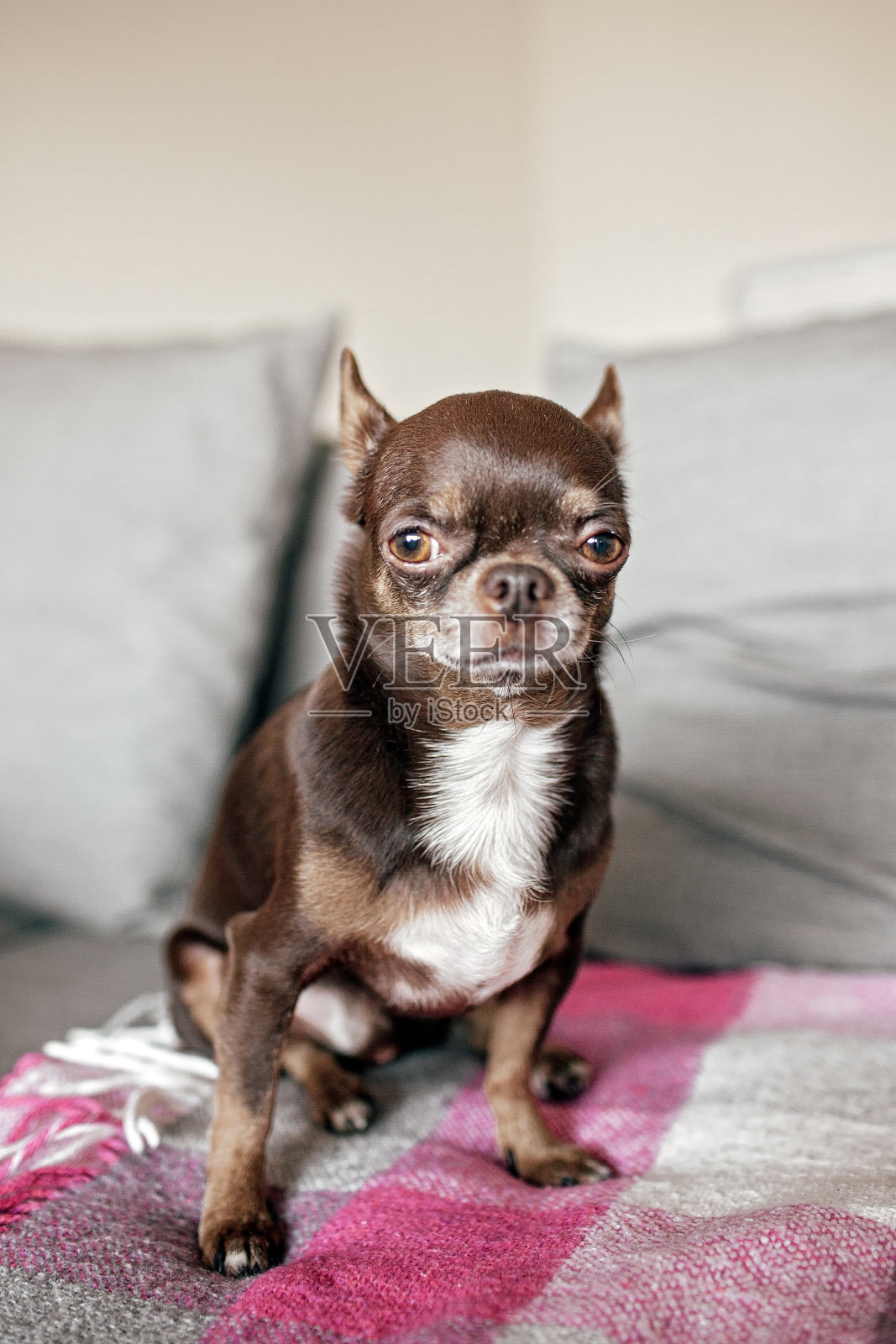 有趣的短毛棕色吉娃娃狗特写,不同的表情。文本空间照片摄影图片