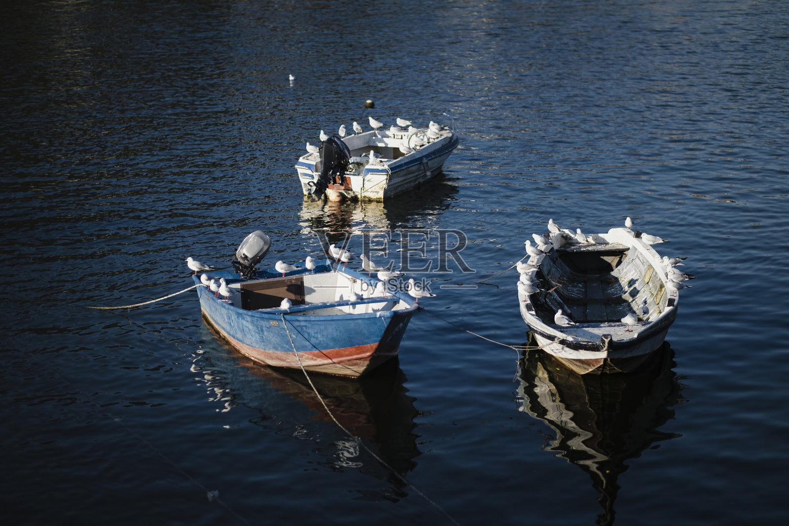 一群海鸥坐在渔船上。照片摄影图片