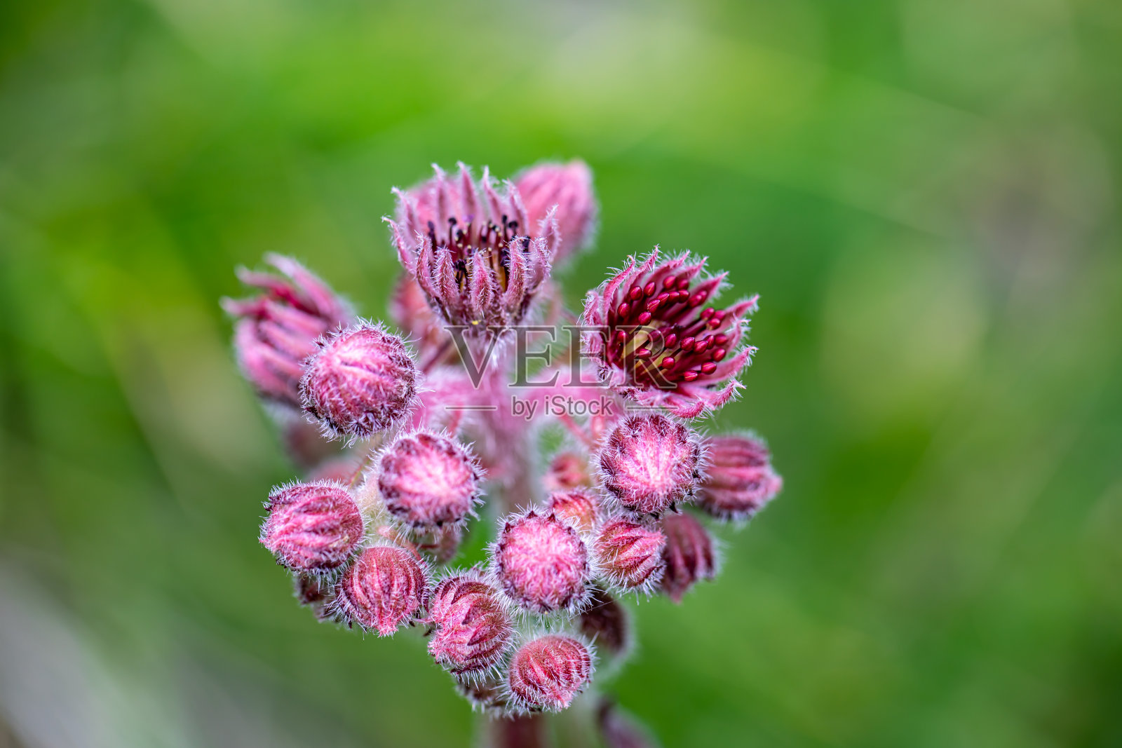 生长在山上的长生不老照片摄影图片