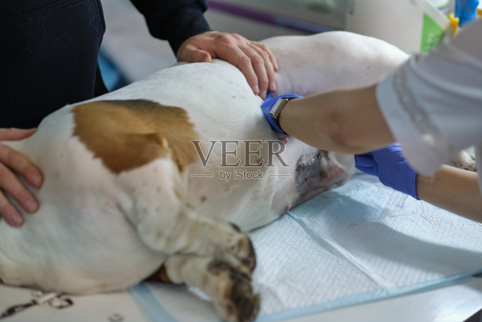 兽医在手术后处理狗的缝合线。照片摄影图片