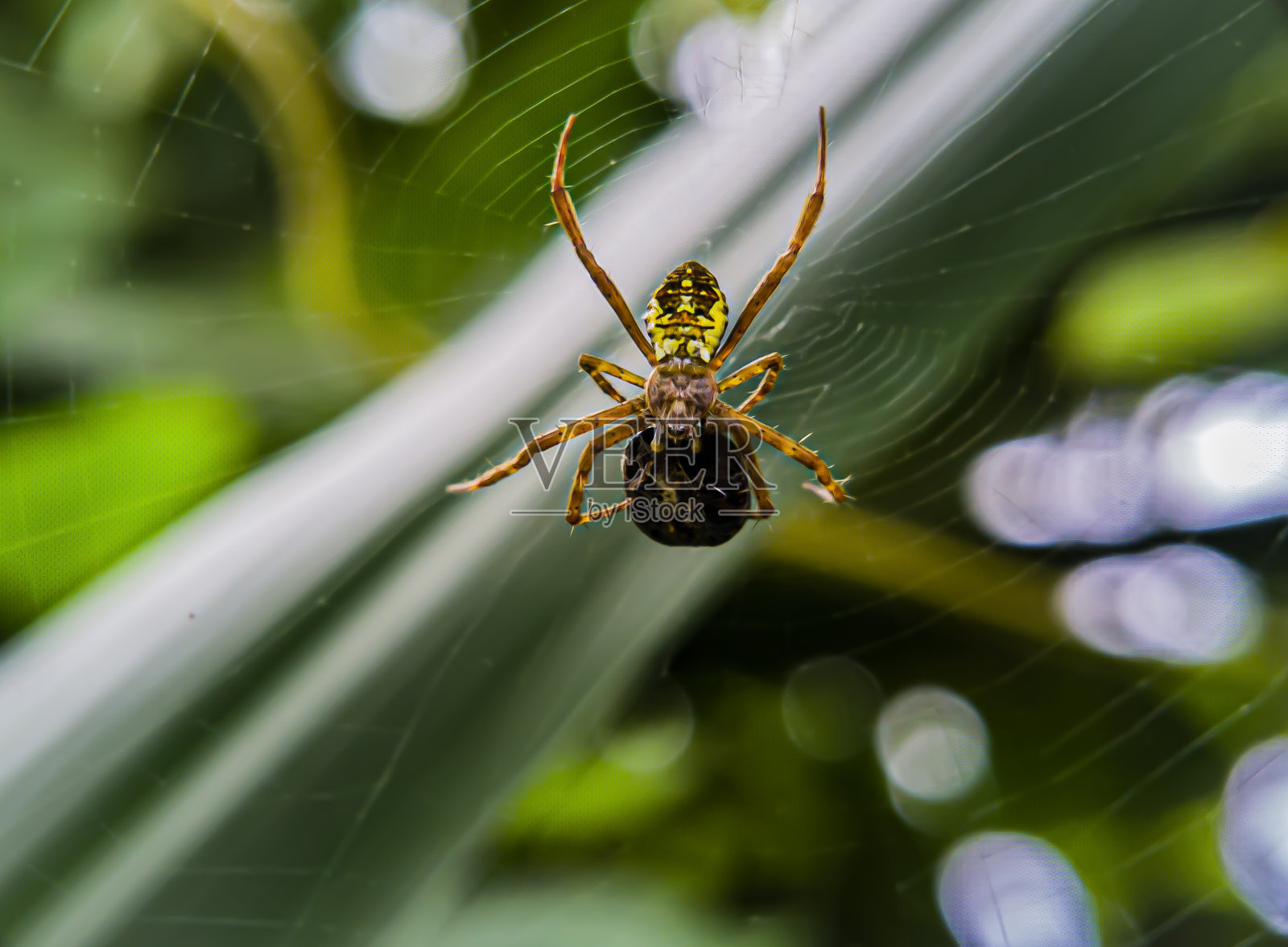 这种动物的拉丁名字是蜘蛛科,也就是我们通常所说的蜘蛛。-靠近点。照片摄影图片