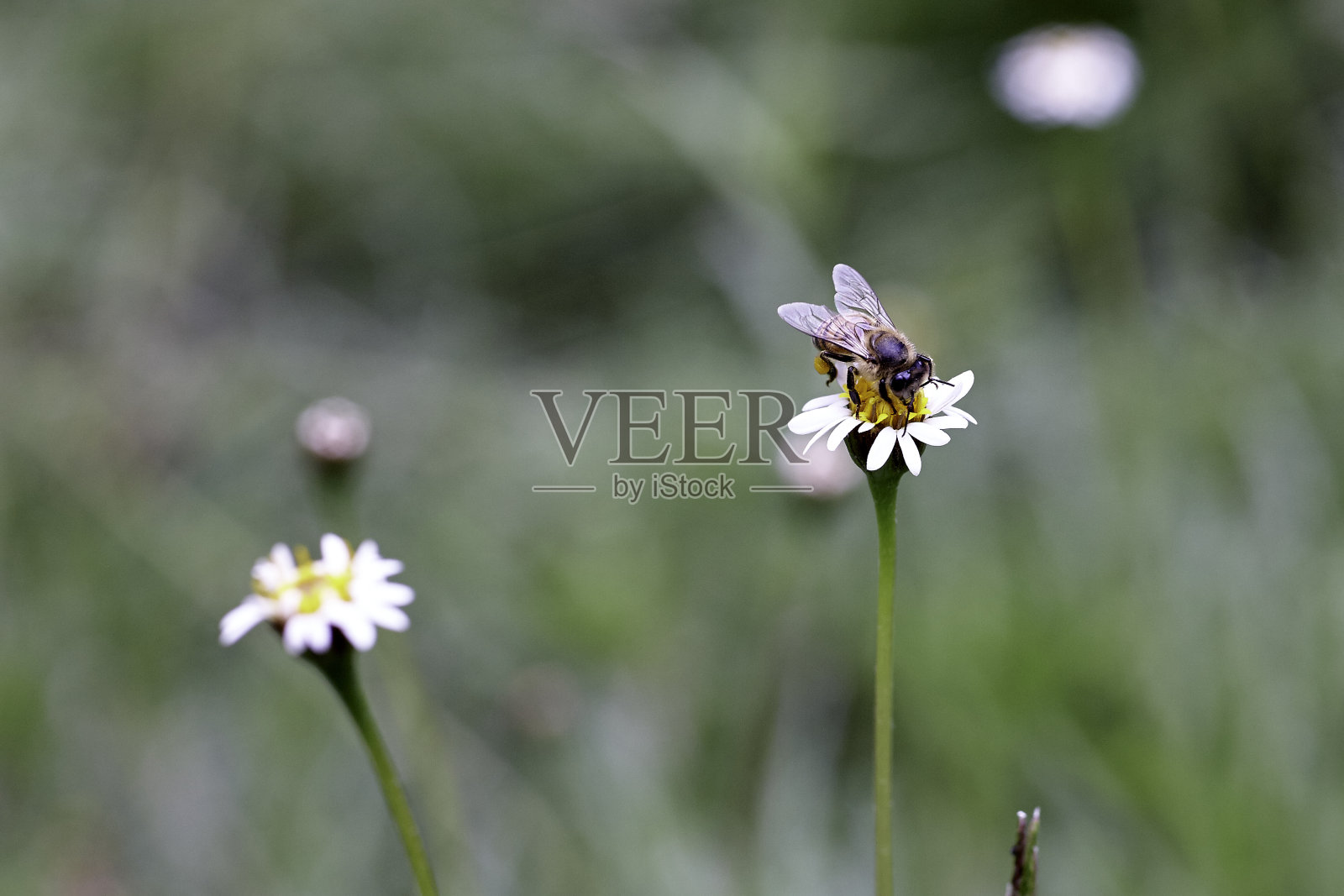 雏菊上苍蝇的特写镜头照片摄影图片