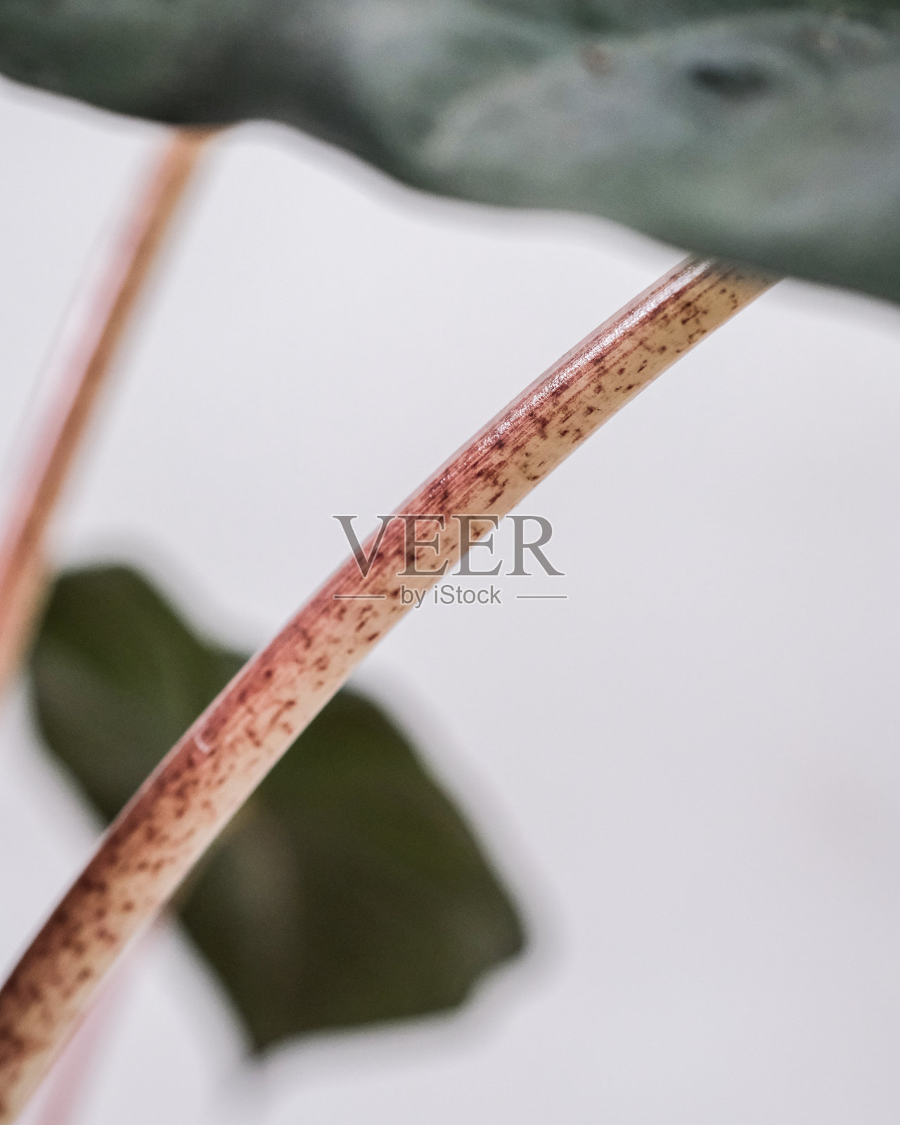 茎上纹理的垂直特写镜头照片摄影图片