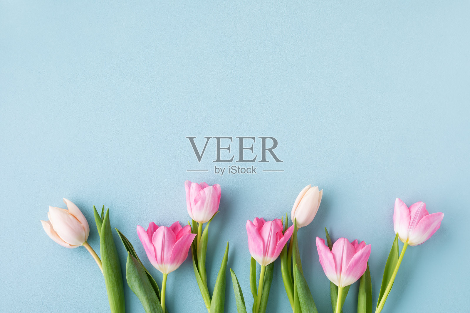 春天的郁金香花在淡蓝色的背景俯视图。国际妇女节贺卡,母亲节贺卡。平的。照片摄影图片