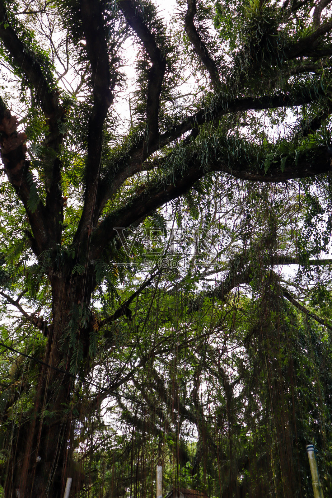 印度尼西亚德贾瓦坦班yuwangi的保护森林全景照片摄影图片