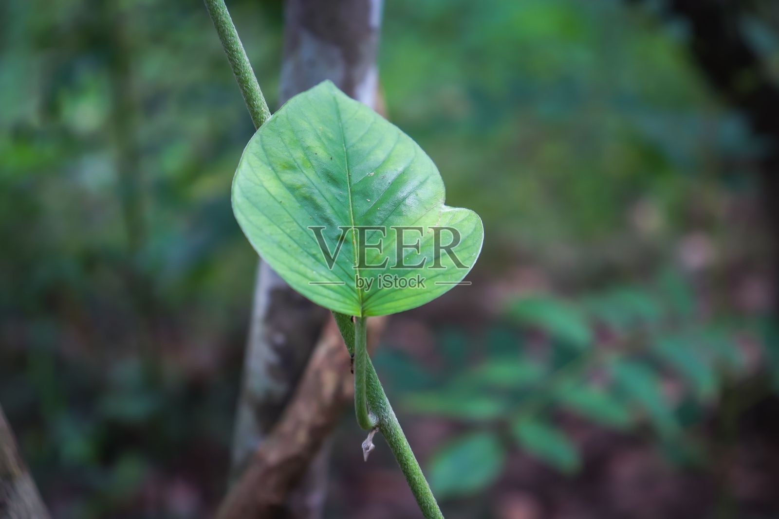 近距离观察森林里的树叶照片摄影图片