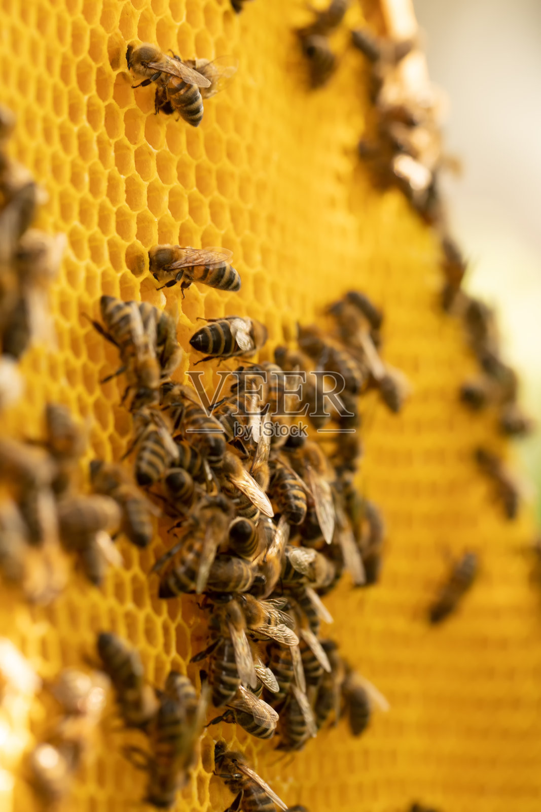 一群蜜蜂,有选择性地集中精力,用蜂蜜在蜂巢上工作。侧面角度拍摄。照片摄影图片