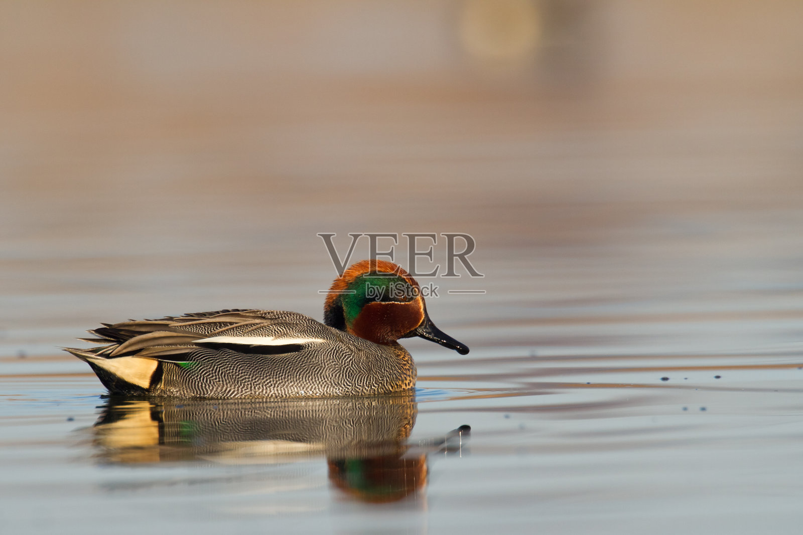 鸟-鸭-常见的水鸭在水,春天波兰欧洲照片摄影图片