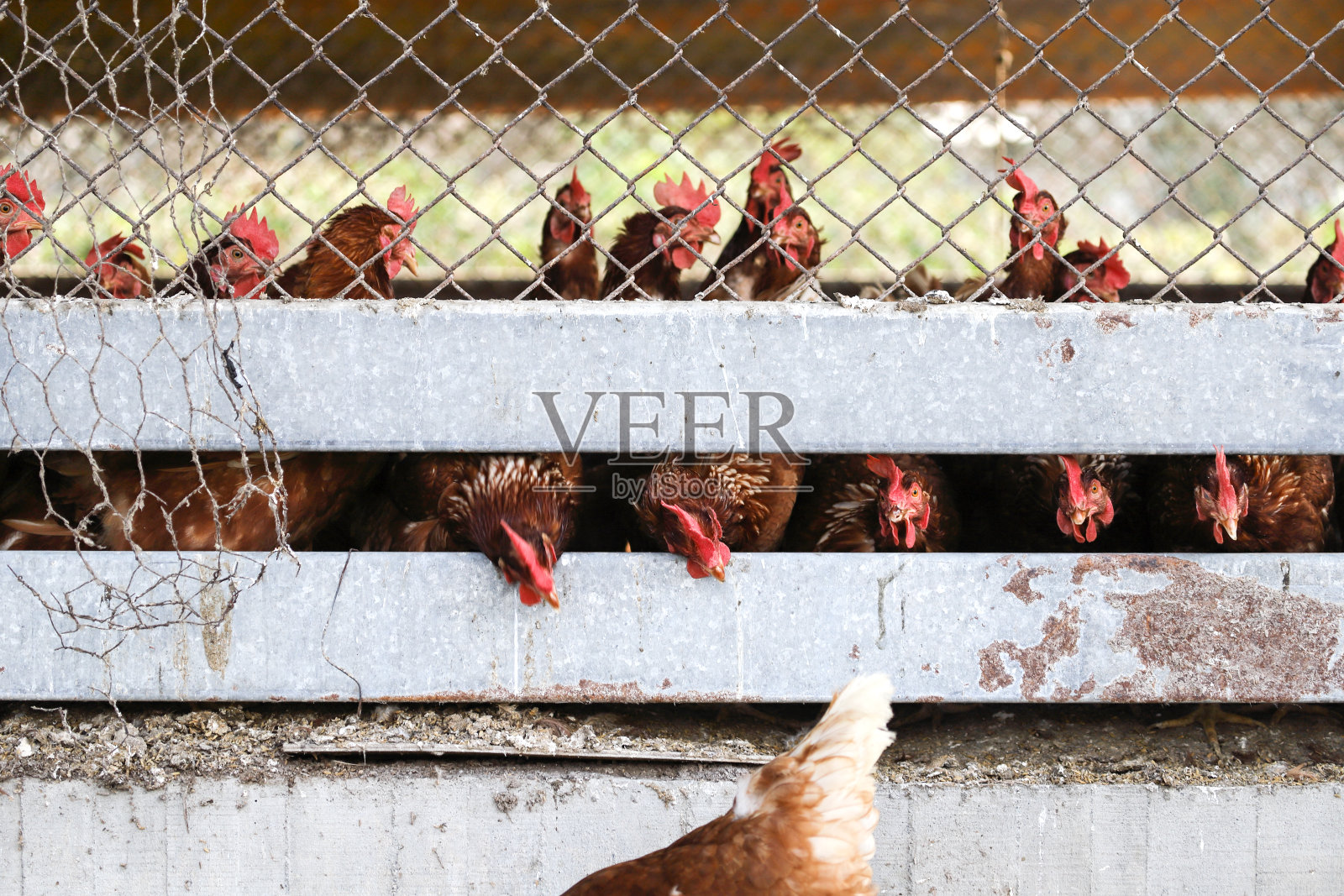 鸡笼里的鸡。照片摄影图片
