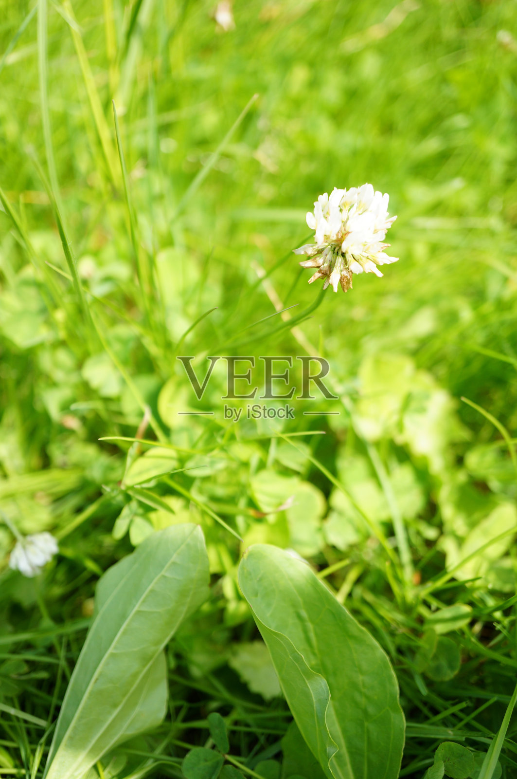 一种生长在绿色草地上的白色三叶草(三叶草属)照片摄影图片
