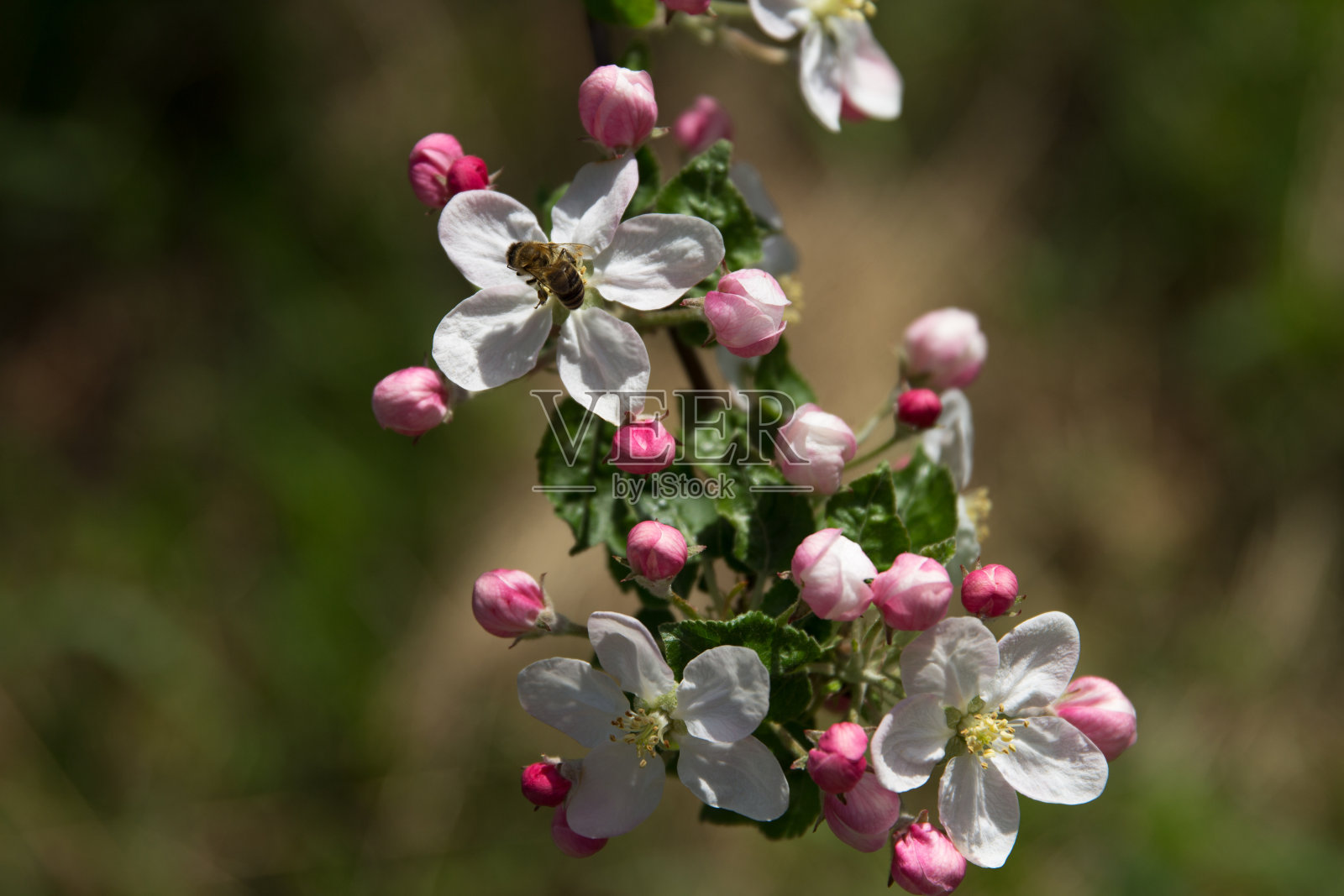 蜜蜂采集花蜜,并为花园中绿色背景的开花苹果树授粉照片摄影图片