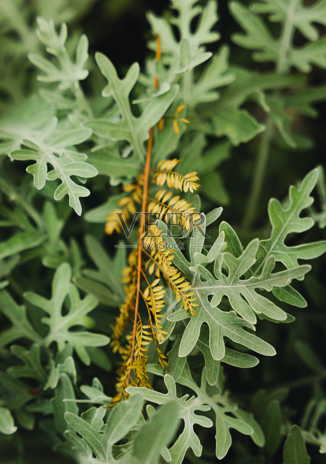 绿色蕨类的特写照片摄影图片