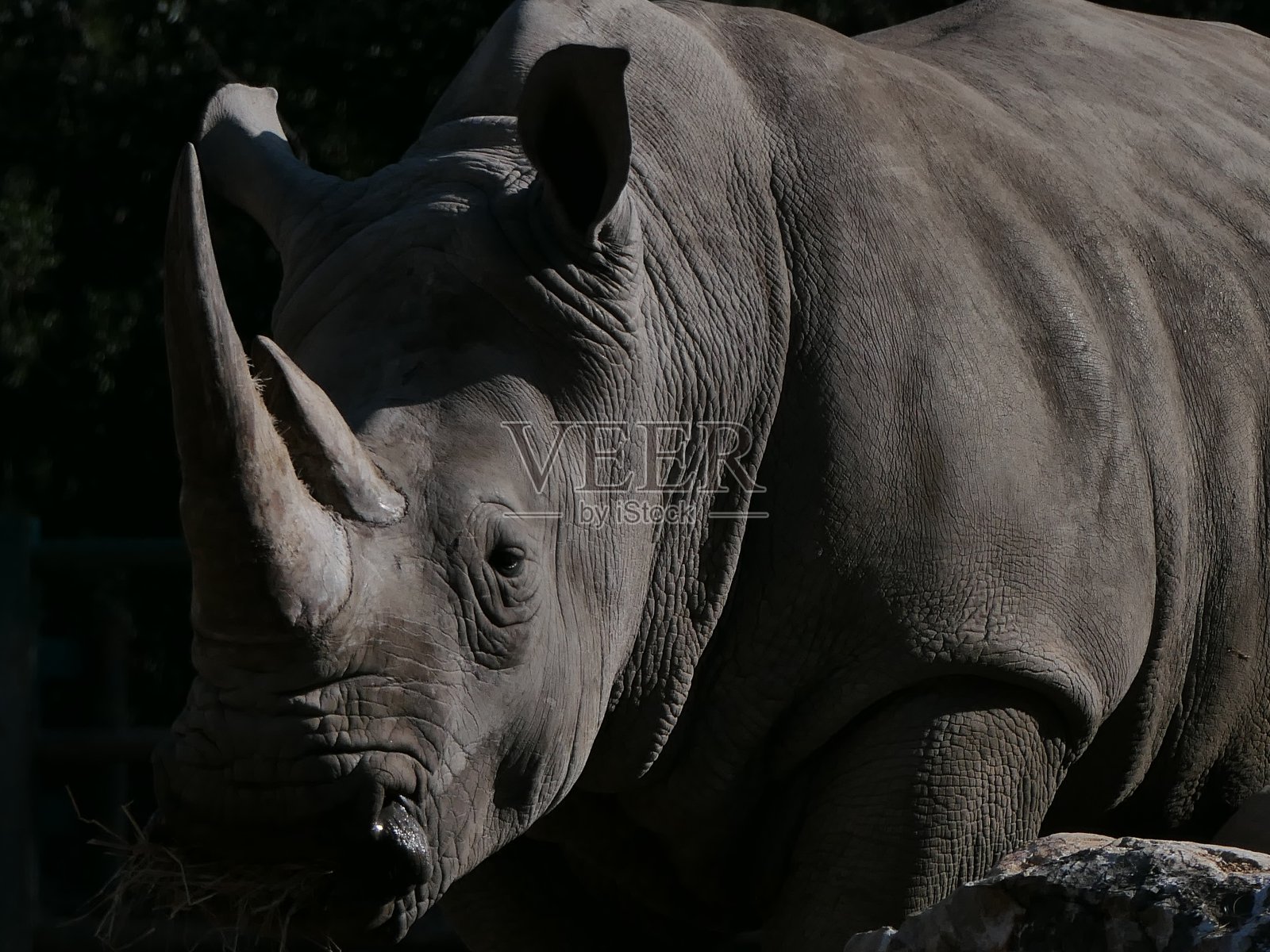 白犀牛照片摄影图片