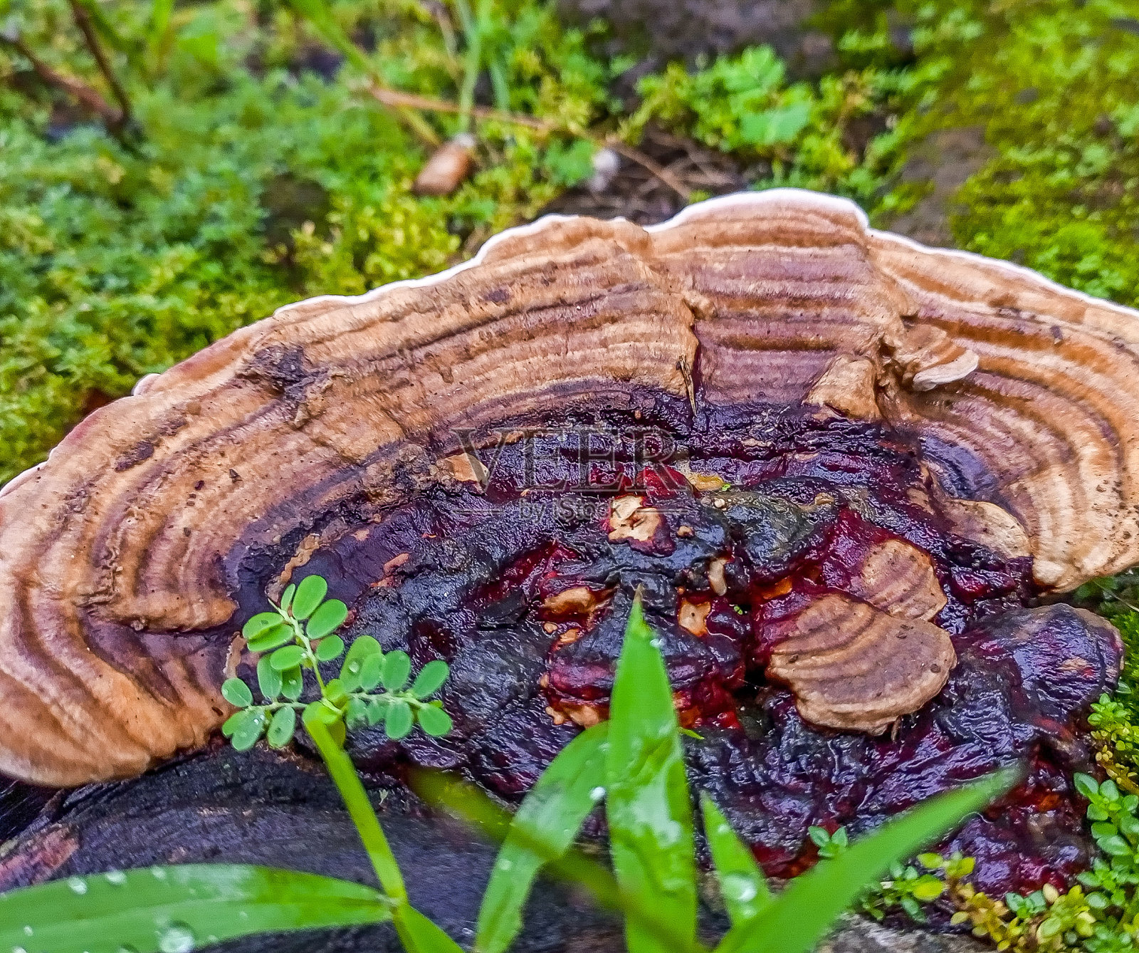 特写真菌灵芝生长在森林照片摄影图片