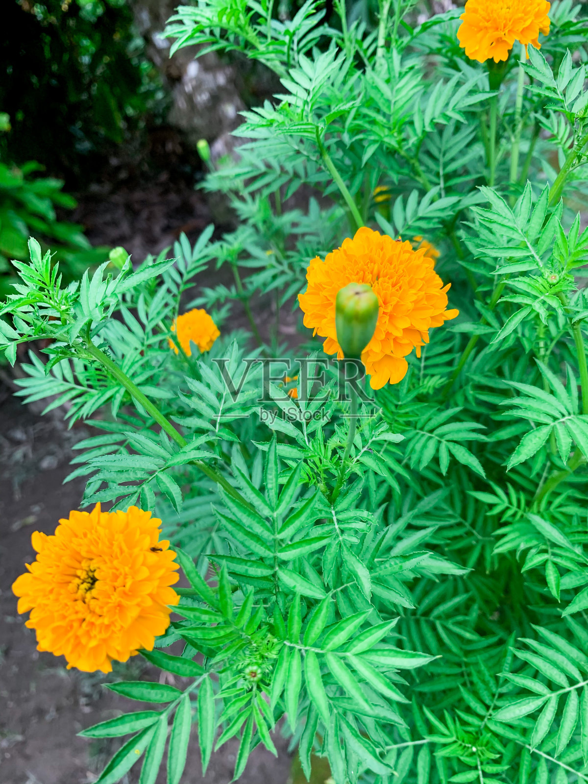 非洲金盏花盛开。照片摄影图片