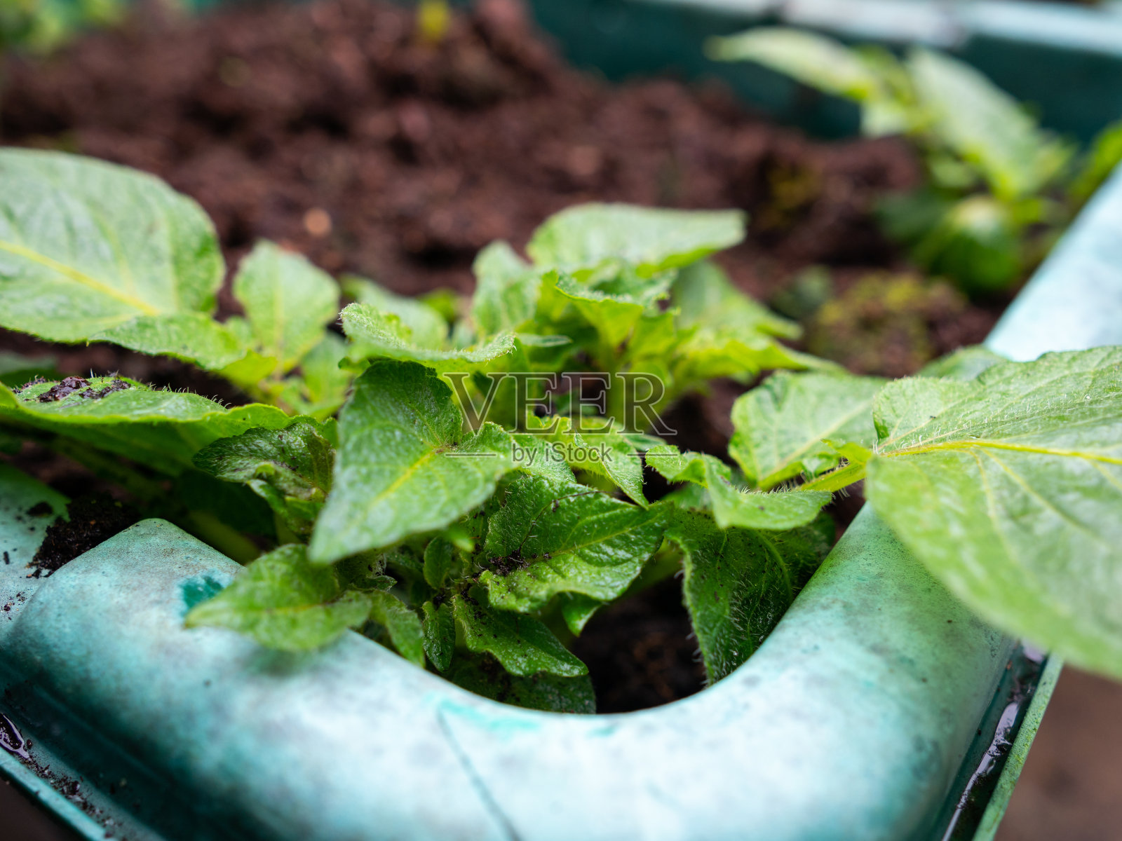 特写镜头的年轻马铃薯植物生长在一个容器照片摄影图片