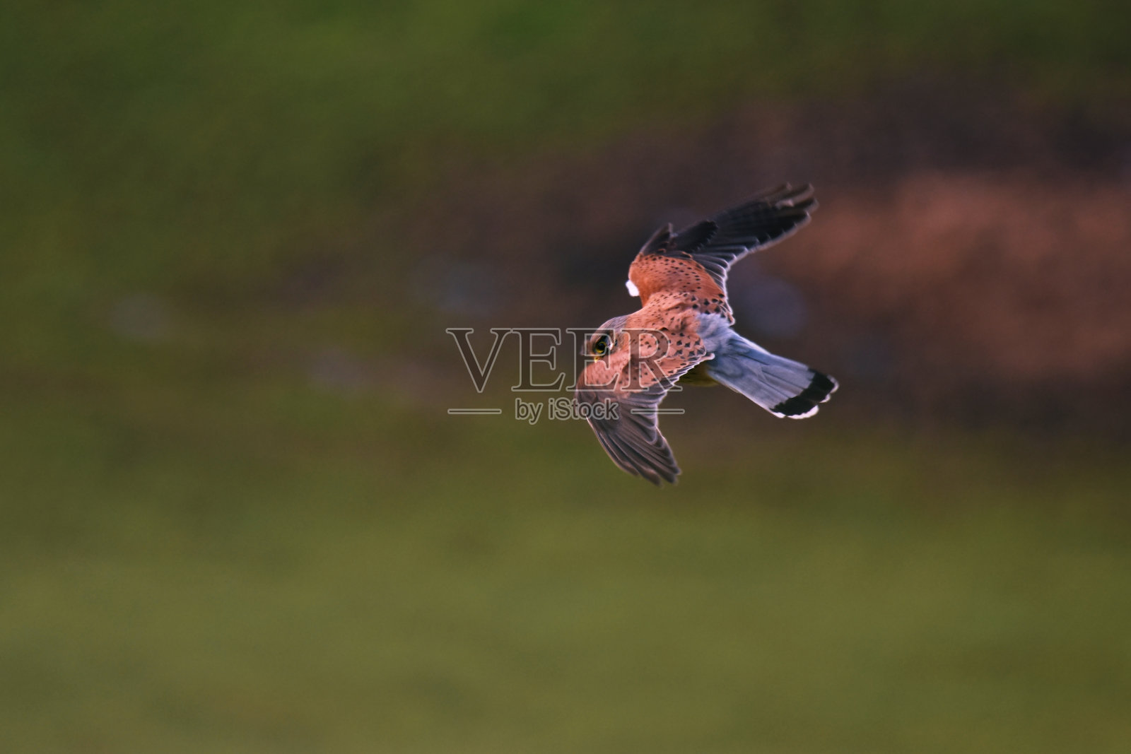飞行中的红色风筝鸟(Milvus)的特写镜头照片摄影图片