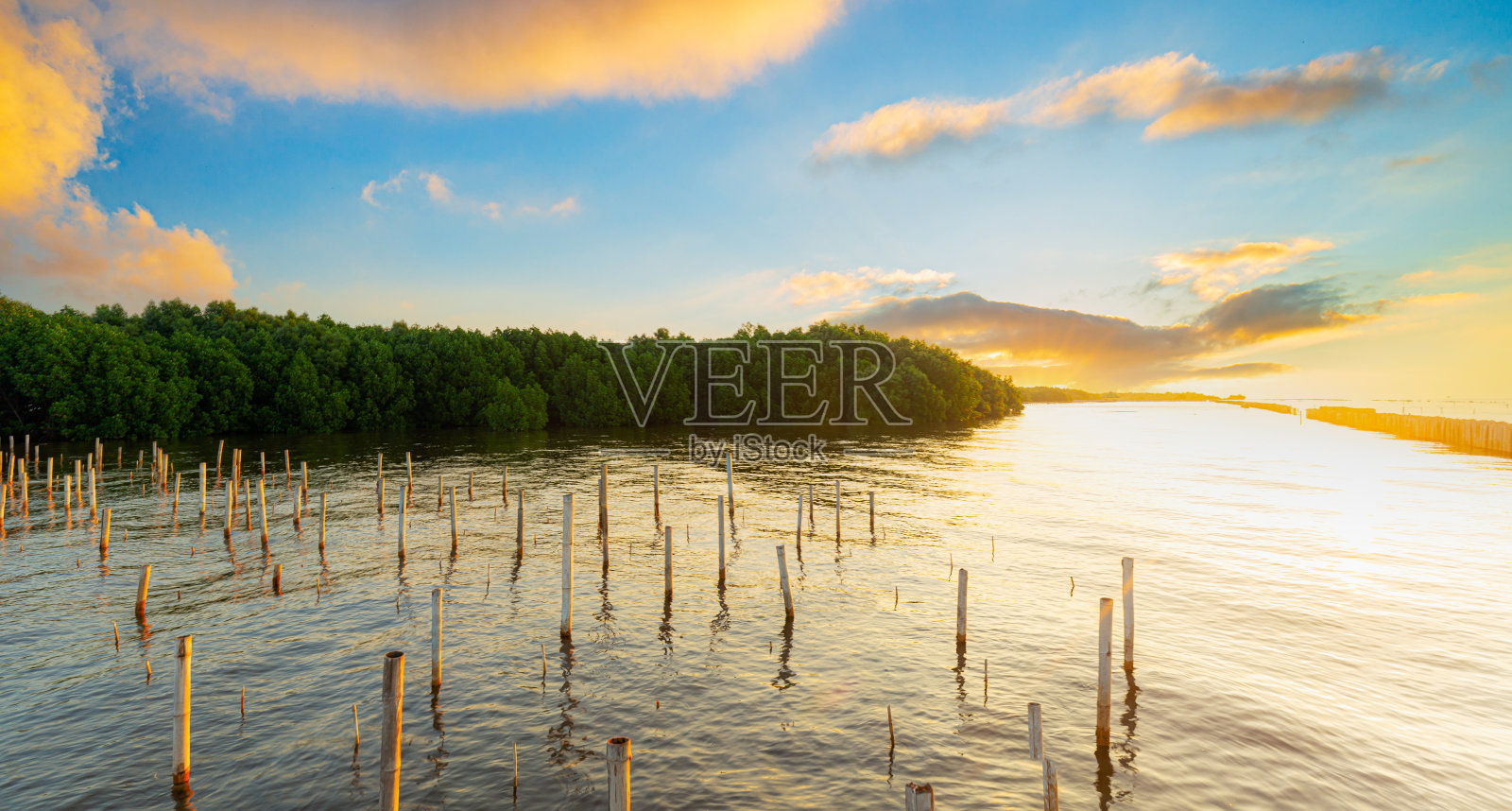 早晨的红树林,早晨涨潮时的红树林。Phang nga,泰国照片摄影图片