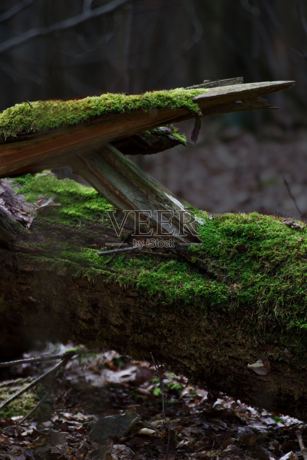 垂直拍摄森林中一棵死树上的绿色苔藓照片摄影图片