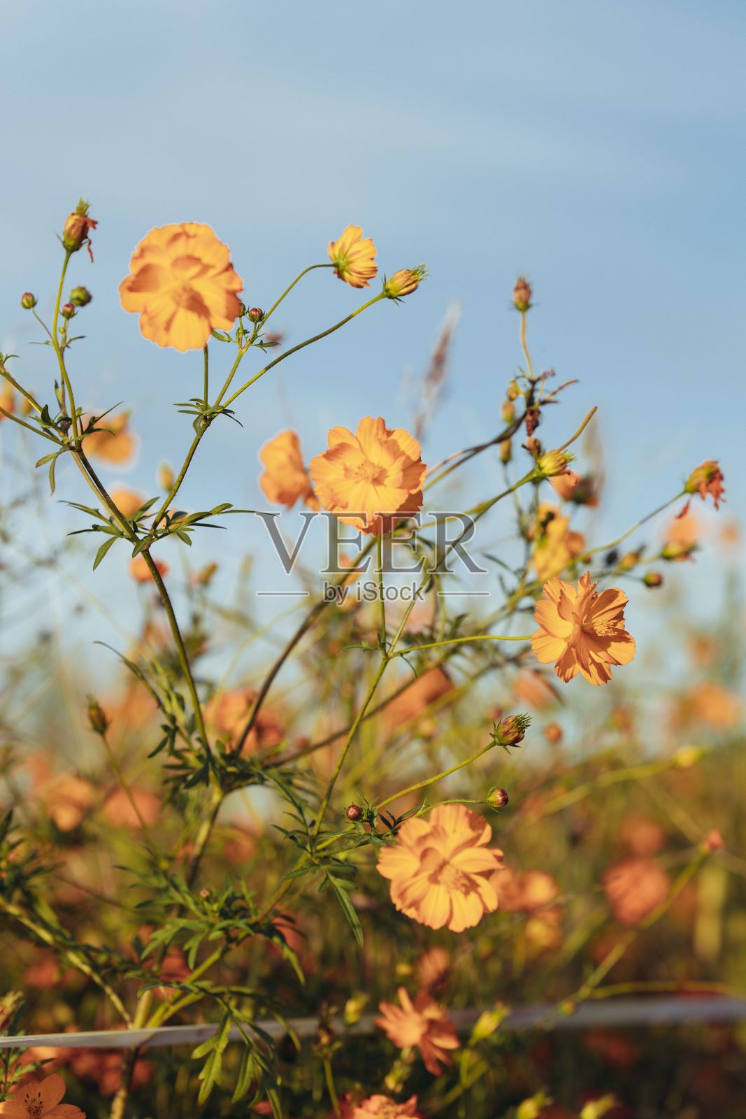 垂直拍摄田野中的橙色宇宙花。照片摄影图片