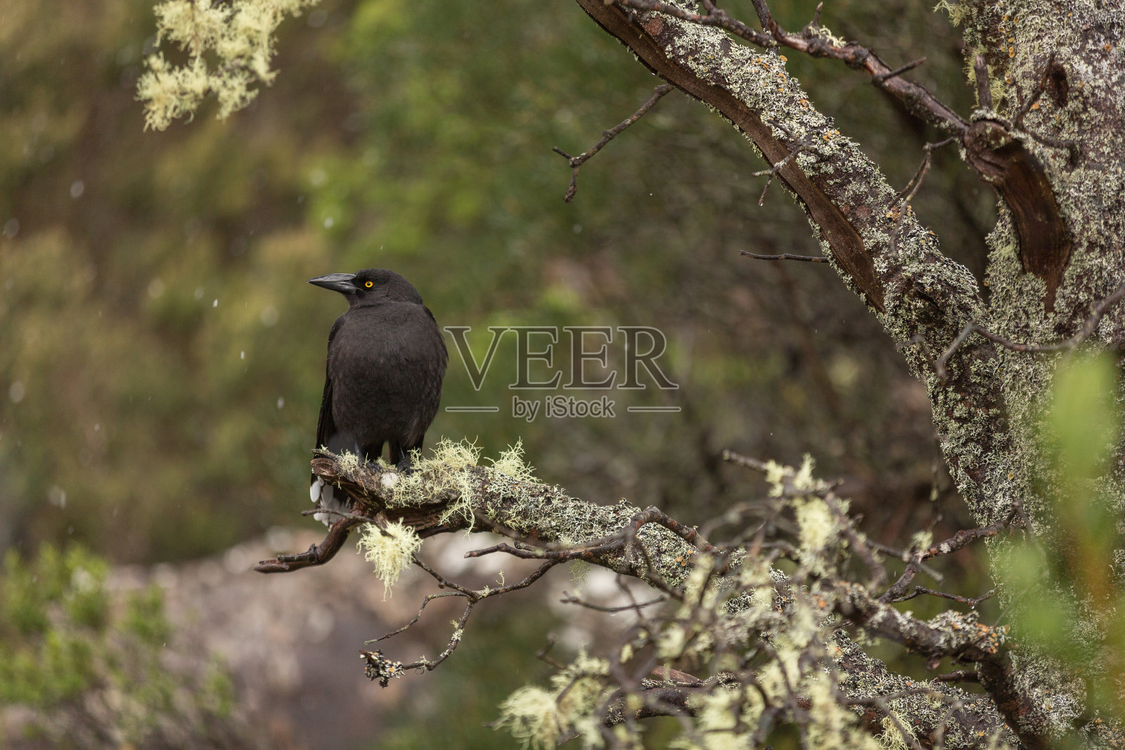 灰色的currawong栖息在森林的树枝上照片摄影图片