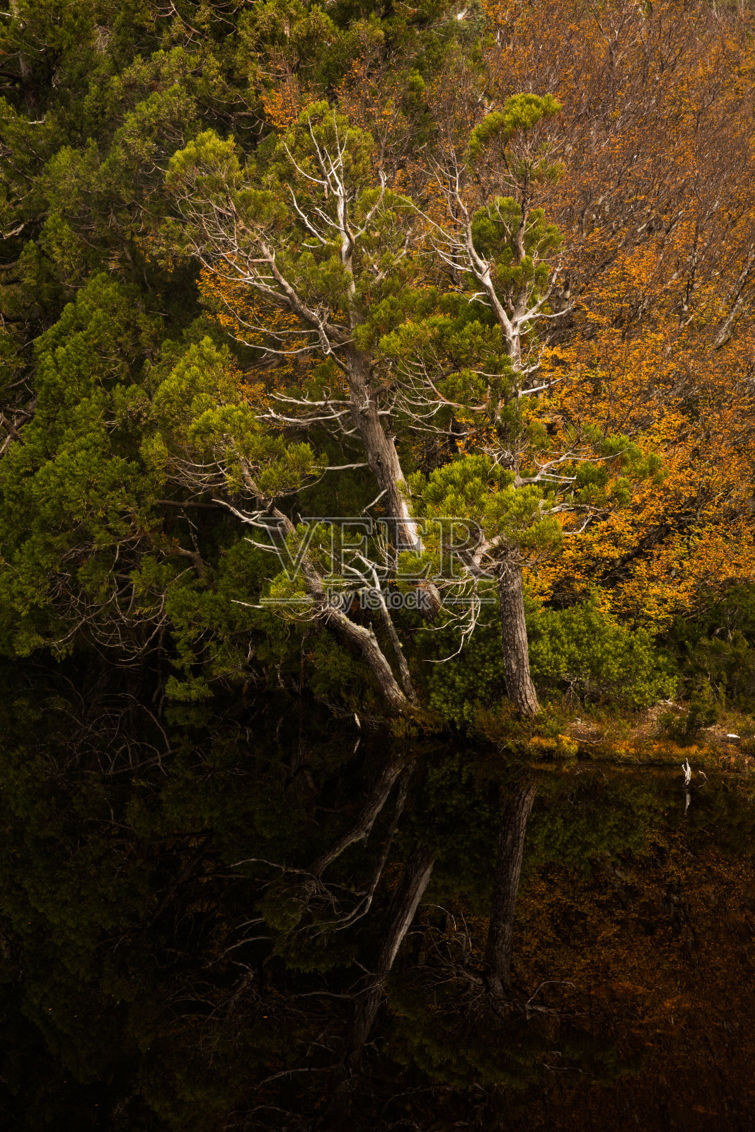 在塔斯马尼亚州摇篮山附近的汉森湖上,垂直拍摄的秋天Fagus树照片摄影图片