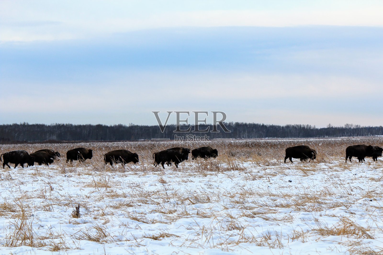 在加拿大艾伯塔省埃德蒙顿外的麋鹿岛国家公园,寒冷的冬日里,一群平原野牛在开阔的平原上漫步照片摄影图片